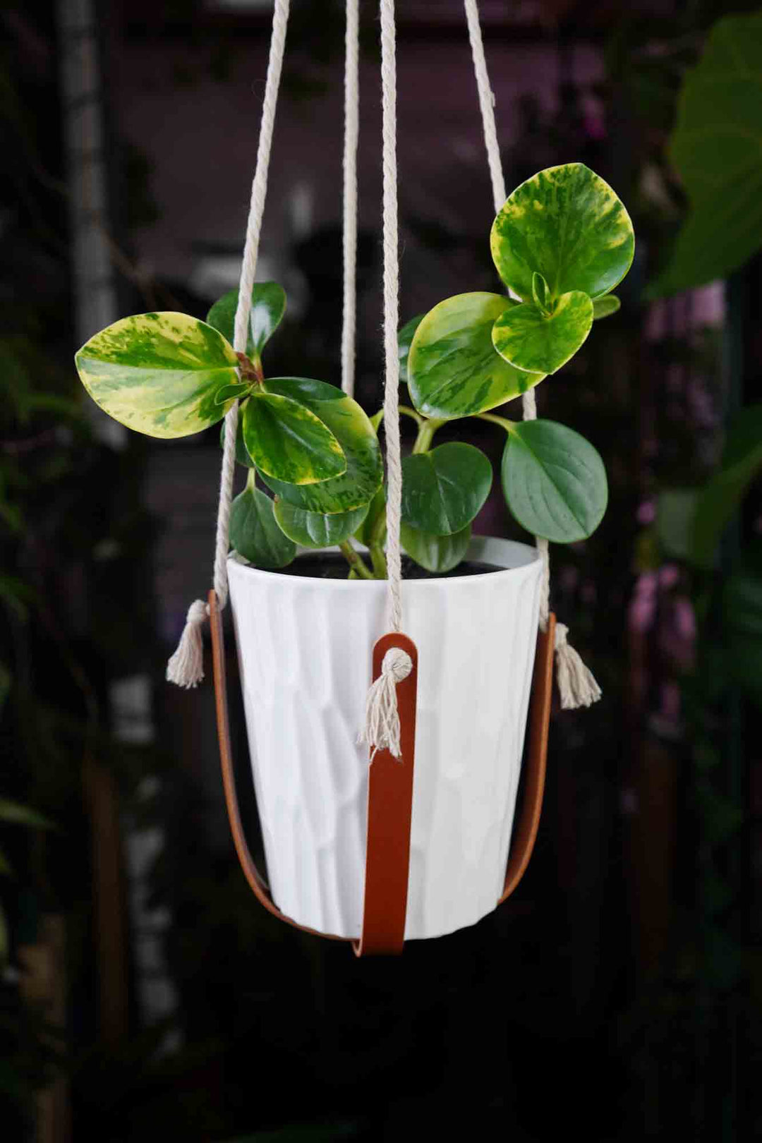 diy leather plant hanger Leather Plant Hanger - Handmade In Canada
